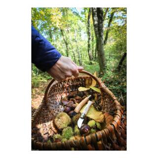 Opinel No 7, Schl- + Entkernmesser fr Obst / Gemse, 4 cm und Kastanienholz