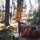 Helle Jagd-/Outdoormesser VIKING, Modell 96, Carbonstahl, Birkenholzgriff
